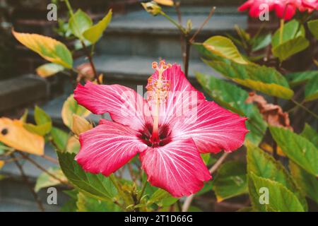 Hibiscus - viste varie Foto Stock
