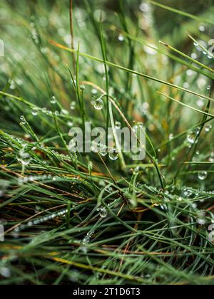 Gocce d'acqua di rugiada piovana su lame verdi di erba Foto Stock