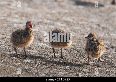 le pulcini di gabbiano si trovano sulla spiaggia e chiedono di mangiare Foto Stock