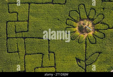 Luftbild, Maislabyrinth Terhardt und Vergnügungspark, Sonnenblume im Feld, Lippramsdorf, Haltern am SEE, Ruhrgebiet Münsterland, Nordrhein-Westfalen, Deutschland ACHTUNGxMINDESTHONORARx60xEURO *** Vista aerea, labirinto di mais Terhardt e parco divertimenti, girasole in campo, Lippramsdorf, Haltern am SEE, Ruhr area Münsterland, Renania settentrionale-Vestfalia, Germania ATTENTIONxMINESTHONORARx60xEURO credito: Imago/Alamy Live News Foto Stock