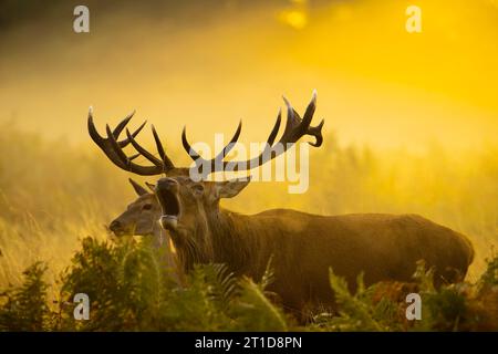 Il taglio dell'ora d'oro è iniziato per i cervi di LONDRA, INGHILTERRA, sono state SCATTATE IMMAGINI IMPRESSIONANTI di un cervo che campanava nella luce dell'ora d'oro dell'8 ottobre Foto Stock