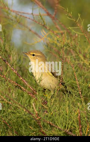 Migrante comune di Chiffchaff (Phylloscopus collybita) a Tamarisk (Tamarix tetrandra) Norfolk ottobre 2023 Foto Stock