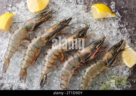 Gamberoni tigre freschi con fette di limone, erbe su ghiaccio tritato su sfondo scuro. Vista superiore orizzontale dall'alto Foto Stock
