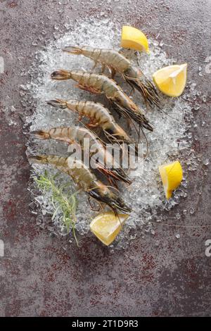 Gamberi neri crudi della tigre oceanica non sbucciati con limone, primi piani delle erbe sul ghiaccio su sfondo scuro. Vista dall'alto verticale Foto Stock