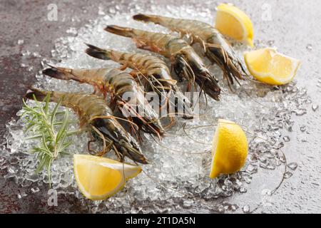 Grandi gamberetti di tigre nera crudi con limone e rosmarino su ghiaccio tritato da vicino sul tavolo. Orizzontale Foto Stock