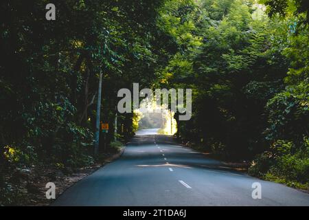 Vista panoramica degli alberi che si arcano sulla strada Foto Stock