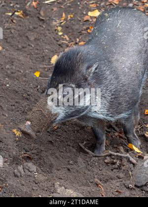 Visayan Warty Pig Sus cebifrons Foto Stock