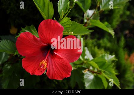 Fiore di ibisco rosso fiorito in estate con uno sfondo di foglie verdi Foto Stock