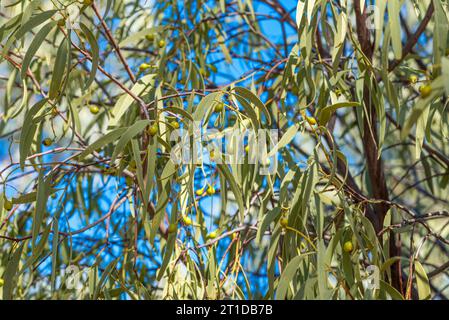 Quandong del deserto o pesca autoctona (Santalum acuminatum), un frutto commestibile che cresce sugli alberi della famiglia Sandalwood nell'Australia occidentale e nel deserto Foto Stock