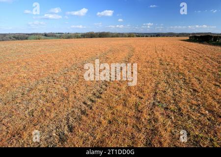 Campo con vegetazione arancio dopo l'applicazione del diserbante glifosato Foto Stock