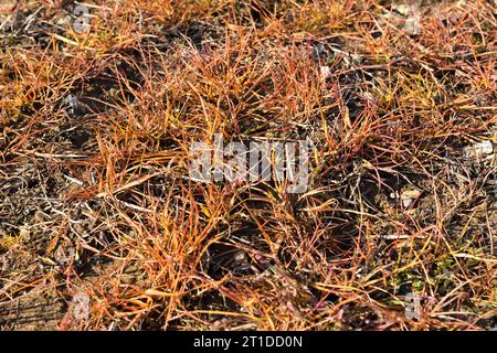 Campo con vegetazione arancio dopo l'applicazione del diserbante glifosato Foto Stock