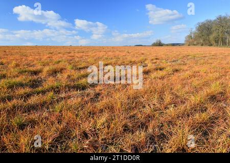 Campo con vegetazione arancio dopo l'applicazione del diserbante glifosato Foto Stock