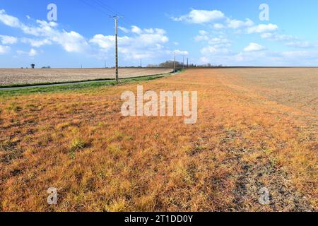 Campo con vegetazione arancio dopo l'applicazione del diserbante glifosato Foto Stock