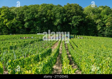 Oger (Francia nord-orientale): Vendemmia in un vigneto dello Champagne. Lavoratori stagionali che raccolgono uve nei filari di viti, viticoltori Moet & Chandon Foto Stock