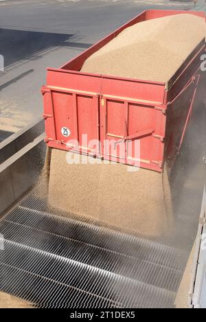 Raccolta del grano in estate nel dipartimento di Loiret (Francia centro-settentrionale). Trattori che consegnano grano a una piattaforma cooperativa, a silos e a piattaforme di stoccaggio, a cingoli Foto Stock