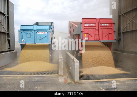 Raccolta del grano in estate nel dipartimento di Loiret (Francia centro-settentrionale). Trattori che consegnano grano a una piattaforma cooperativa, a silos e a piattaforme di stoccaggio, a cingoli Foto Stock