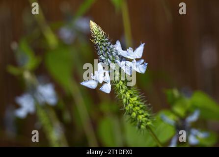 Il delicato blu del Fiore di riccio. Fioriscono nella stagione delle piogge e preferiscono crescere in terreni che trattengono l'umidità sotto la copertura degli alberi. Foto Stock