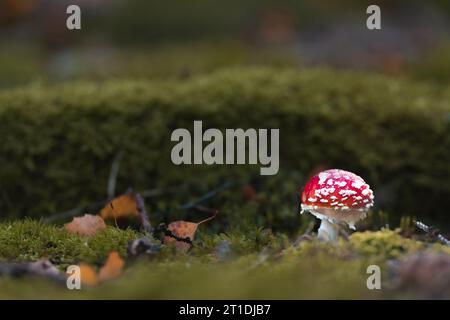 Piccola mosca agarica nella foresta circondata da muschio Foto Stock