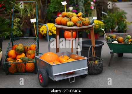 Zucche di tutti i colori e dimensioni in vendita su un carro agricolo, con i campi di mais sullo sfondo Foto Stock