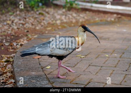 Il Theristicus caudatus (ibis dal collo di Buff) è un ibis abbastanza grande diffuso in Sud America Foto Stock