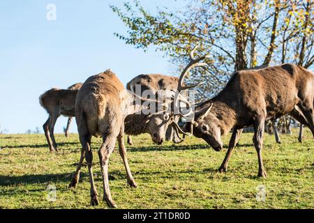 Augusta, Western Forests Nature Park, con un branco di cervi, in una resa dei conti, in Baviera Foto Stock