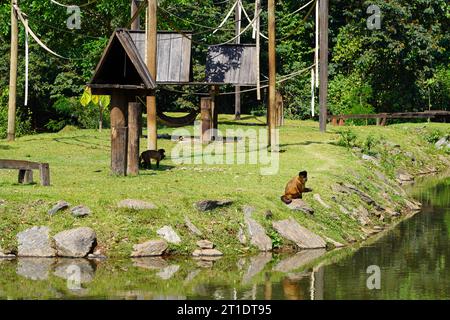 Parco zoologico in Brasile con macaco-prego amarelo (cappuccino a strisce nere) Foto Stock