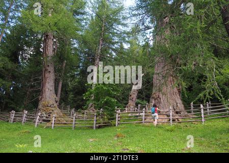 I vecchi 3 larici di St Gertrude nell'alto Ultental, alto Adige, Italia Foto Stock