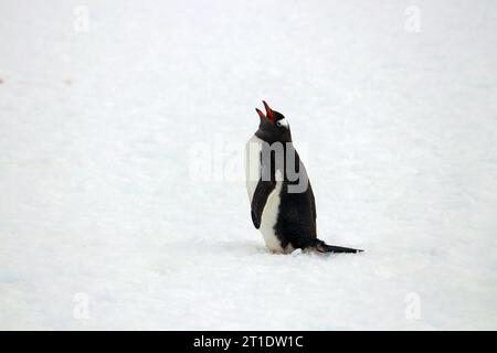 Antartide; Penisola Antartica; Isola di Peterman; pinguino gentoo solitario Foto Stock