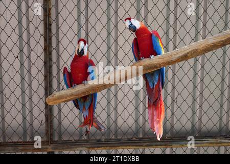 Un paio di pappagalli rossi e verdi in cattività nello zoo Foto Stock