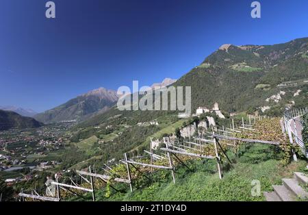 Tirolo, Italien, Südtirol 11. Ottobre 2023 Hier der Blick von Dorf Tirol, Tirolo, oberhalb der Kurstadt Merano, Falknerpromenade auf Weinberge, Schloss Tirol, dem Meraner Talkessel und der Texelgruppe mit Zielspitze, Tschigat und Mutspitze, Ausblick, Panorama, Tourismus, wandern, spazieren, Relaxen, Südtirol *** Tirolo, Italia, alto Adige 11 ottobre 2023 qui la vista dal Tirolo, sopra la città termale di Merano, FalknerPromenade sui vigneti, il Castello Tirolo, il bacino della valle di Merano e il gruppo Texelspitze con Zielspitze, Tschigat e Mutspitze, vista, panorama, turismo, escursioni, passeggiate, Foto Stock