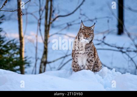 Lynx nella foresta invernale, recinto per animali Falkenstein, Parco Nazionale della Foresta Bavarese, Foresta Bavarese, bassa Baviera, Baviera, Germania Foto Stock