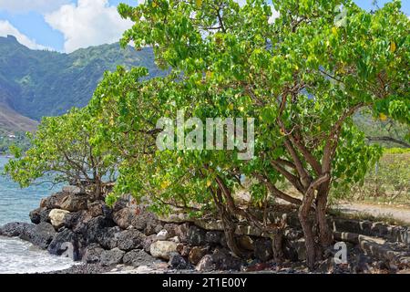 Polinesia francese: Palissandro del Pacifico (thespesia populnea), famiglia Malvaceae Foto Stock