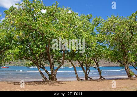 Polinesia francese: Palissandro del Pacifico (thespesia populnea), famiglia Malvaceae Foto Stock