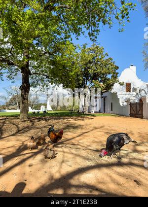 Polli e tacchini, Giardino di Babylonstoren, vecchia fattoria, azienda vinicola, Franschhoek, WESTERN Cape Province, Stellenbosch, Cape Winelands, Sudafrica, AF Foto Stock