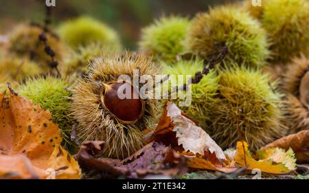 Castagne in astucci appuntiti tra la lettiera di foglie Foto Stock