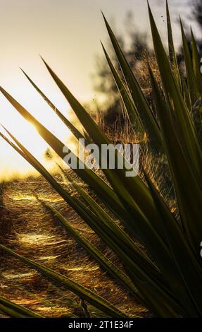 Ragnatele su una yucca che cattura il sole autunnale Foto Stock