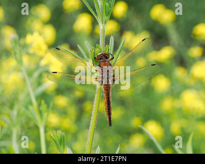 Scarce Chaser Dragonfly (Libellula fulva) femmina che riposa sul gambo verde, Somerset, Inghilterra, maggio Foto Stock