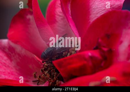 macro fly seduta su un fiore di rosa rosso Foto Stock