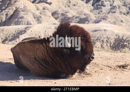 Buffalo che si trova nel Badlands National Park Foto Stock