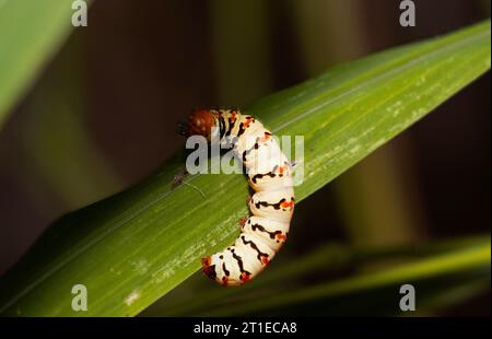 I brillanti colori aposematici indicano che il caterpillar è tossico o quantomeno disgustoso per i predatori. Foto Stock