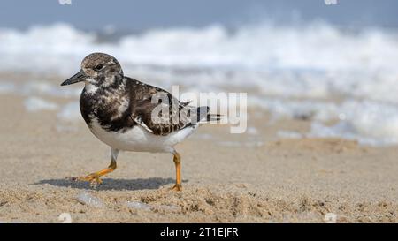 Turnstone, Ruddy Turnstone, Arenaria interpreta, uccello invernale adulto che corre via da un'onda in arrivo Norfolk April Foto Stock