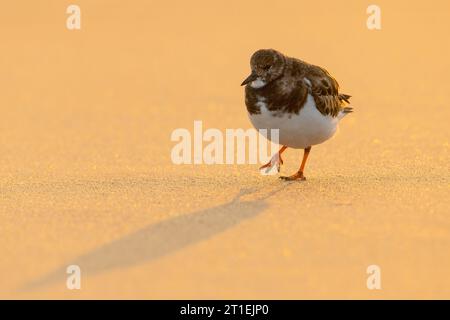 Turnstone, Ruddy Turnstone, Arenaria Interpres, adulto piovuto invernale uccello dell'ora d'oro spiaggia girato a Norfolk ottobre Foto Stock