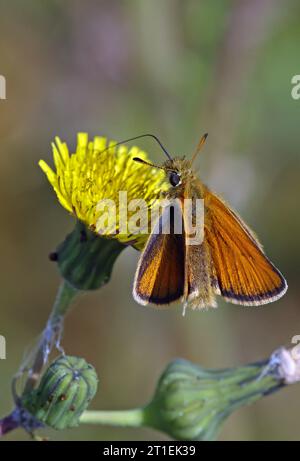 Farfalla Essex Skipper (Thymelicus lineola): Adulti che si nutrono di cardo marino Eccles-on-Sea, Norfolk, Regno Unito. Luglio Foto Stock