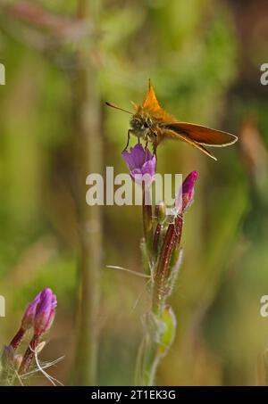 Essex Skipper Butterfly (Thymelicus lineola) adulto a riposo su Flower Eccles-on-Sea, Norfolk, Regno Unito. Luglio Foto Stock