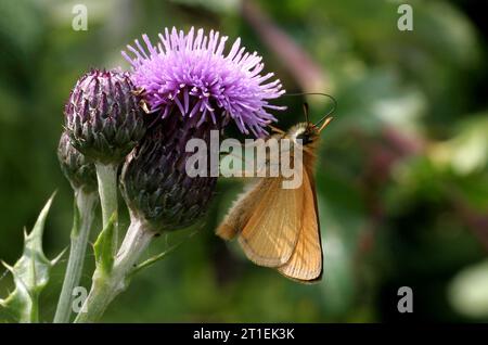 Farfalla Essex Skipper (Thymelicus lineola) adulti con ali chiuse che si nutrono di cardo Potter Heigham, Norfolk, Regno Unito. Luglio Foto Stock