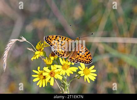 Dark Green Fritillary (Argynnis aglaja) - adulti che nutrono di ragwort comune Eccles-on-Sea, Norfolk, Regno Unito. Luglio Foto Stock