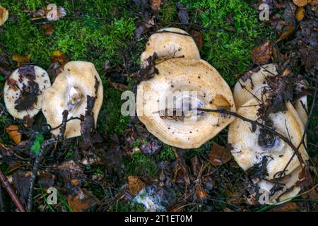I funghi da latte bianchi crescono in una foresta di abeti rossi Foto Stock