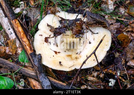 I funghi da latte bianchi crescono in una foresta di abeti rossi Foto Stock