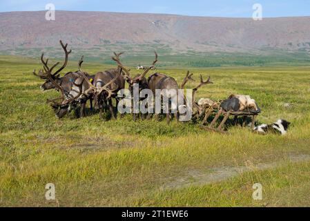 In una giornata di sole, in slitta trainata da renne nella tundra. Yamal, Russia Foto Stock