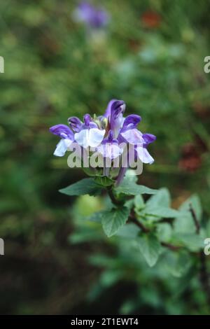 Un primo piano della Scutellaria alpina, la Skullcap alpina nel giardino autunnale Foto Stock